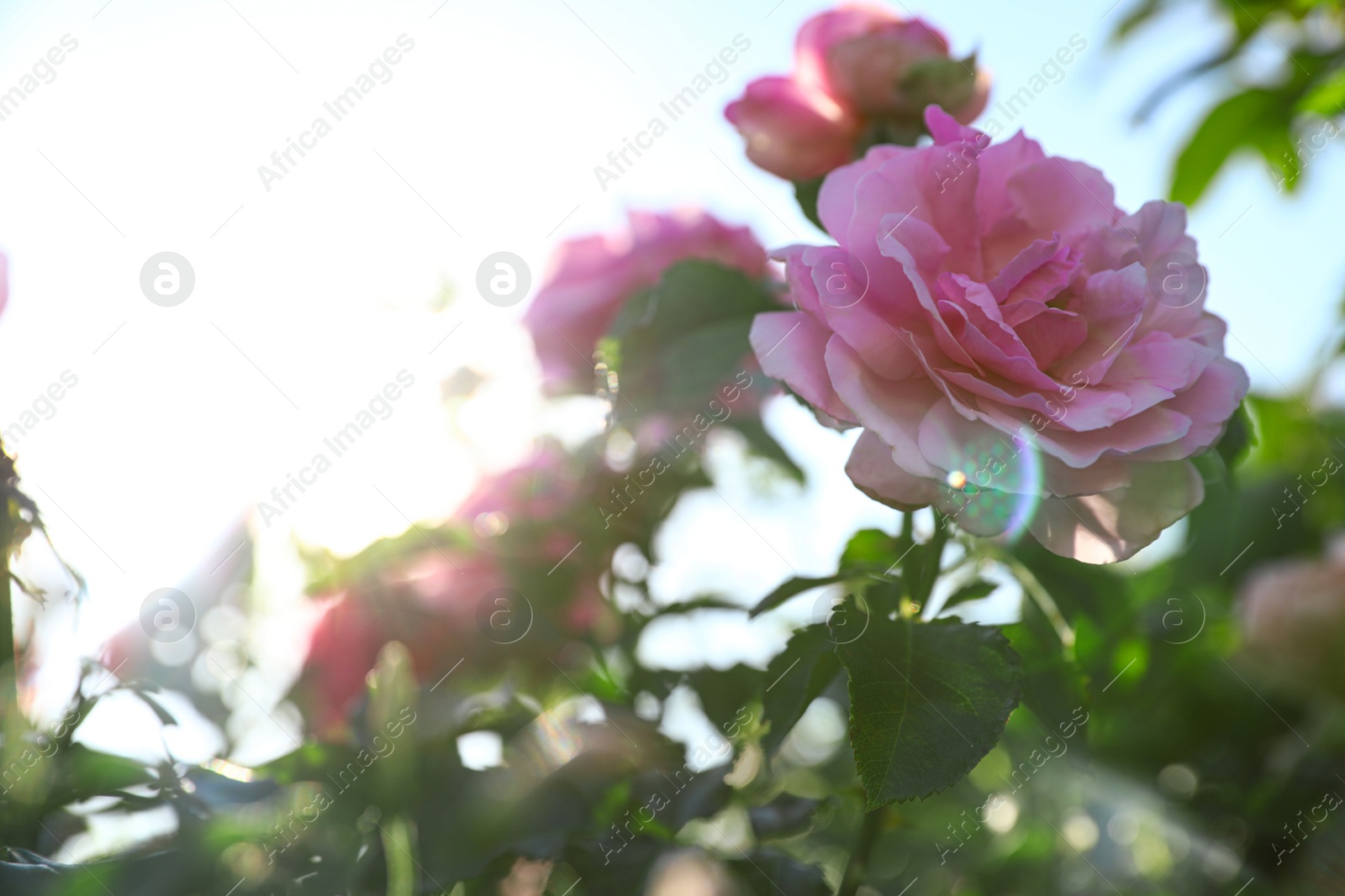 Photo of Green bush with beautiful roses in blooming garden on sunny day