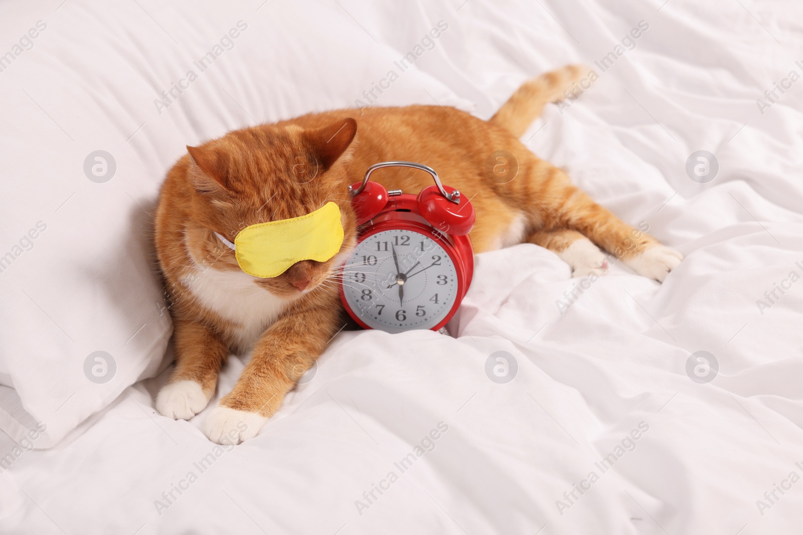 Photo of Cute ginger cat with sleep mask and alarm clock resting on bed