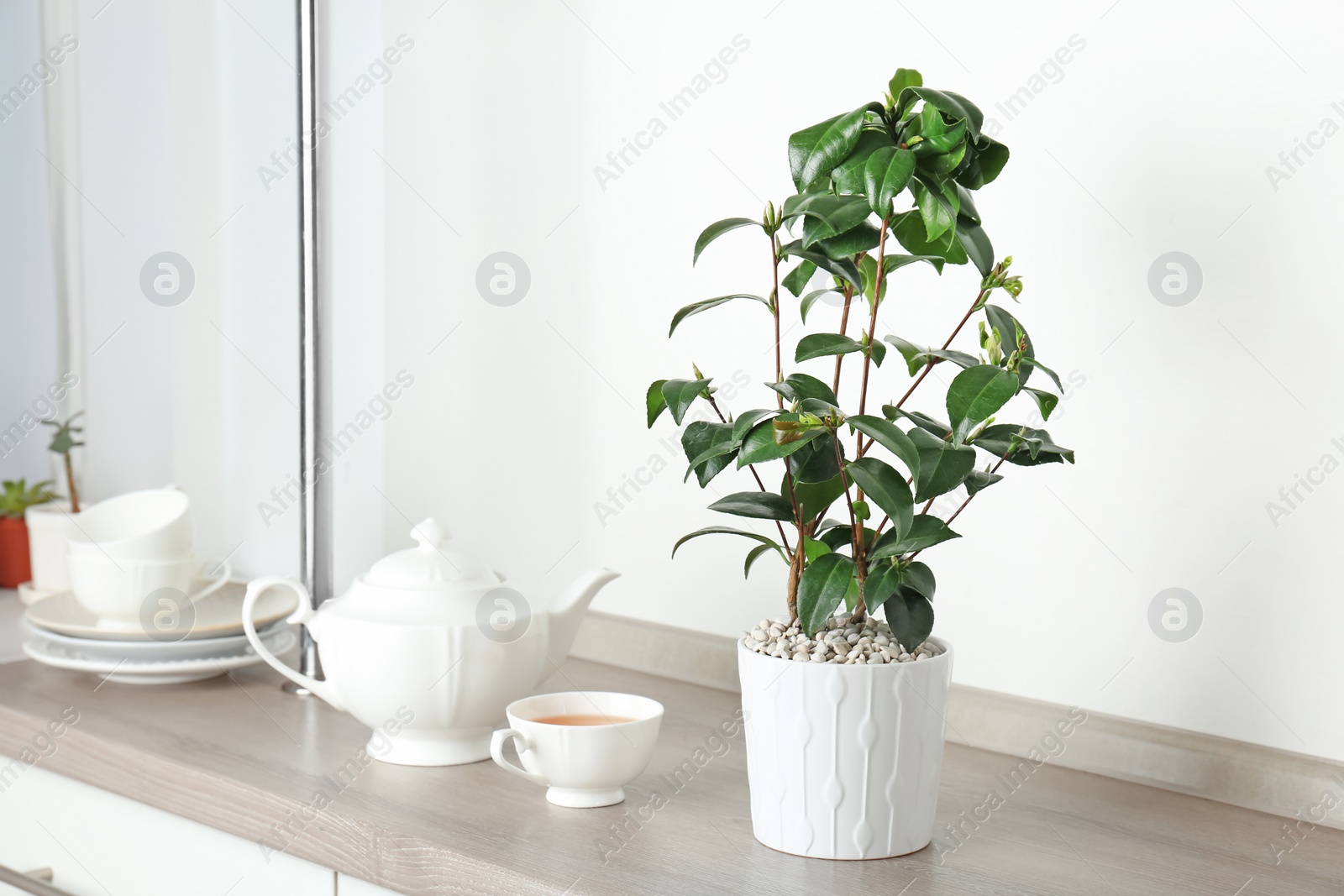 Photo of Tea plant in pot, cup and teapot on table