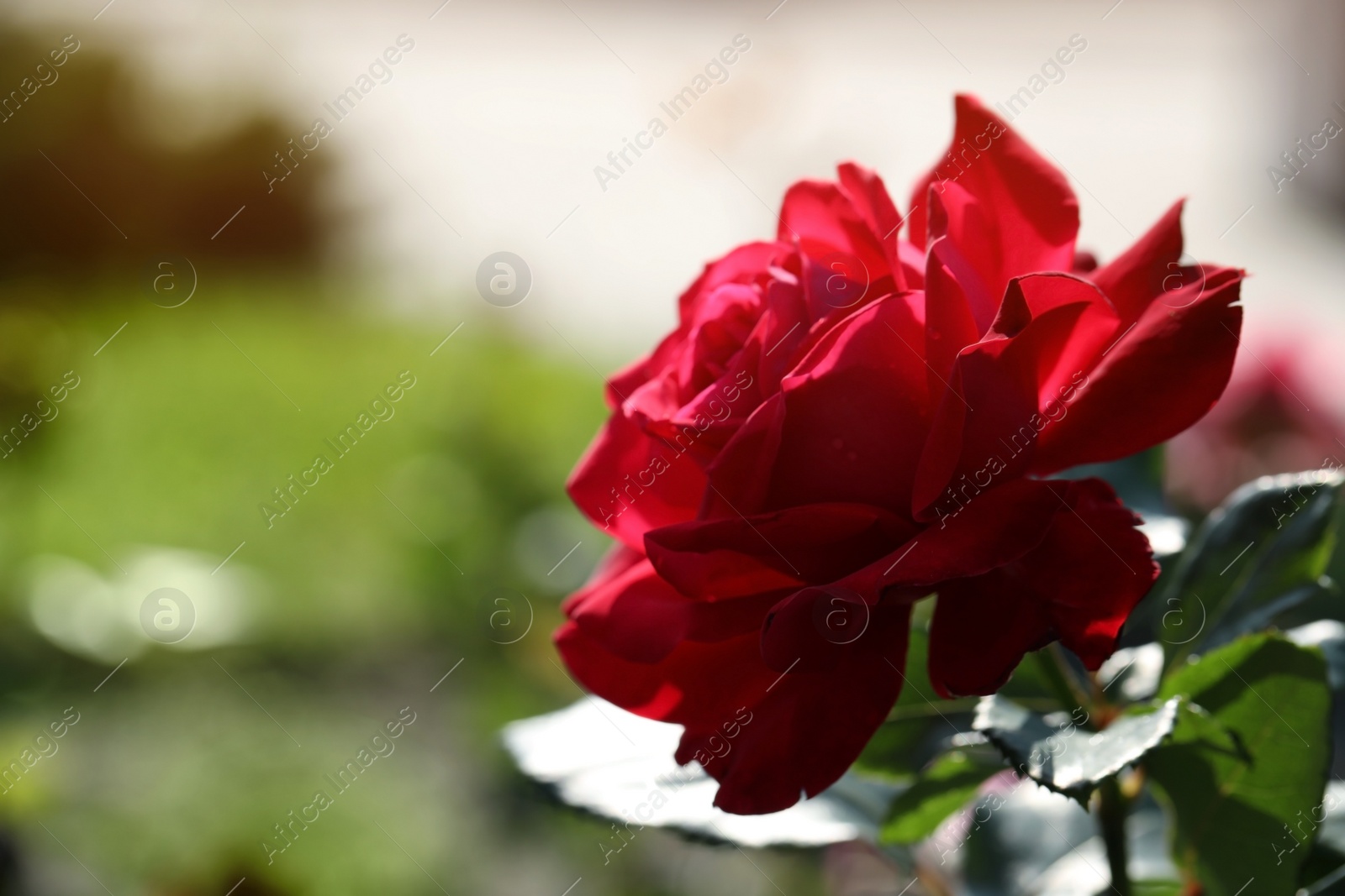 Photo of Beautiful blooming rose in garden on sunny day, closeup view. Space for text