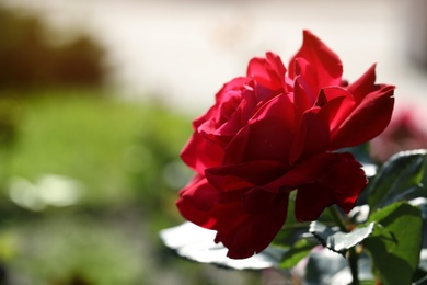 Photo of Beautiful blooming rose in garden on sunny day, closeup view. Space for text