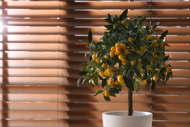 Photo of Potted kumquat tree near window indoors, space for text. Interior design