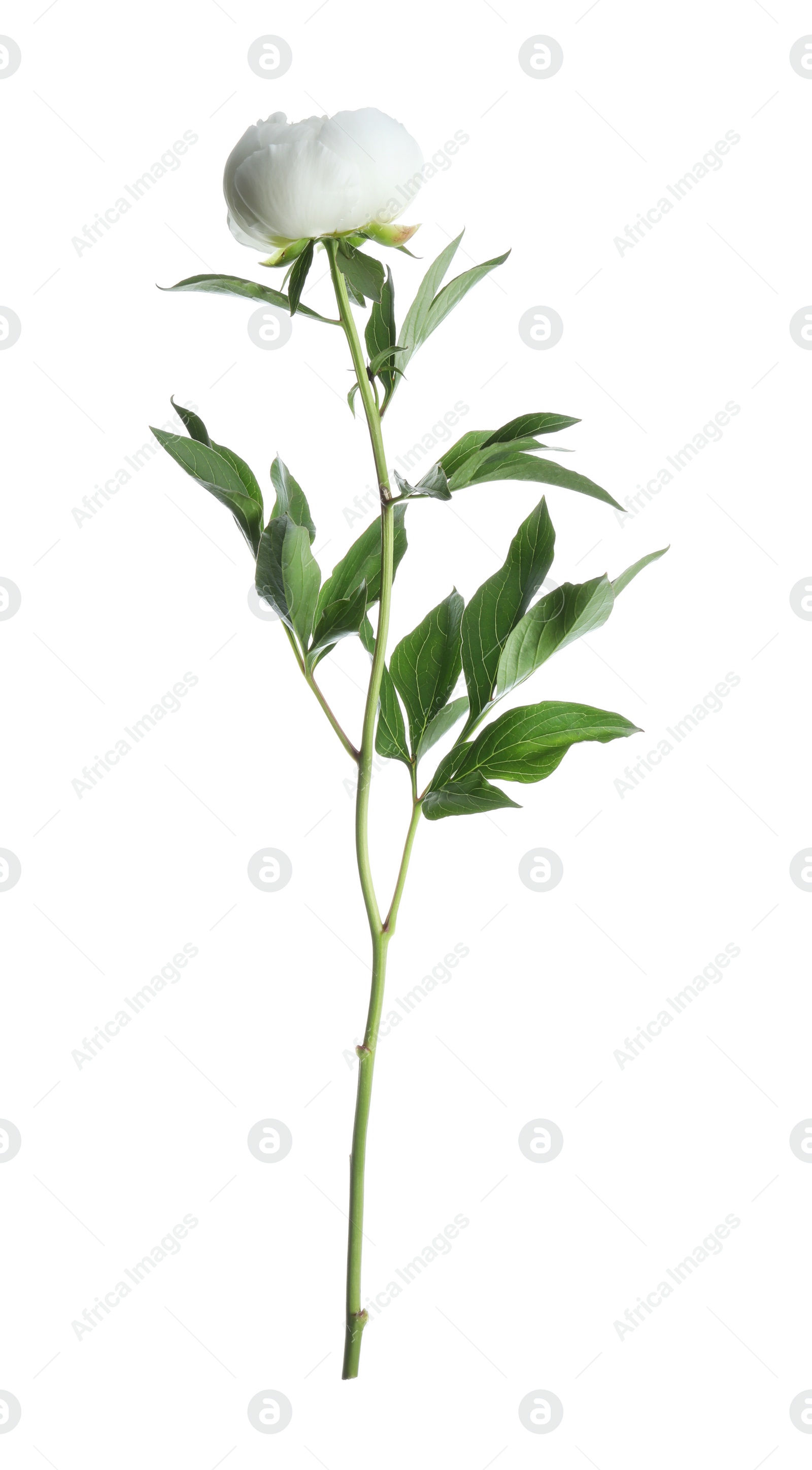 Photo of Beautiful blooming peony flower isolated on white