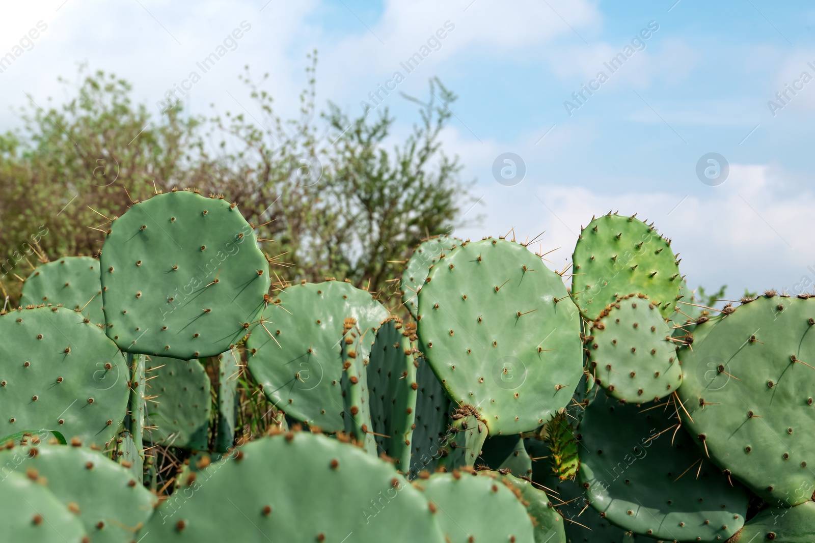 Photo of Beautiful view of cactuses with thorns against under cloudy sky, closeup