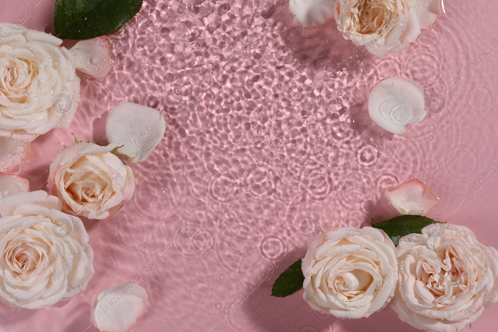 Photo of Beautiful roses, petals and leaves in water on pink background, top view. Space for text