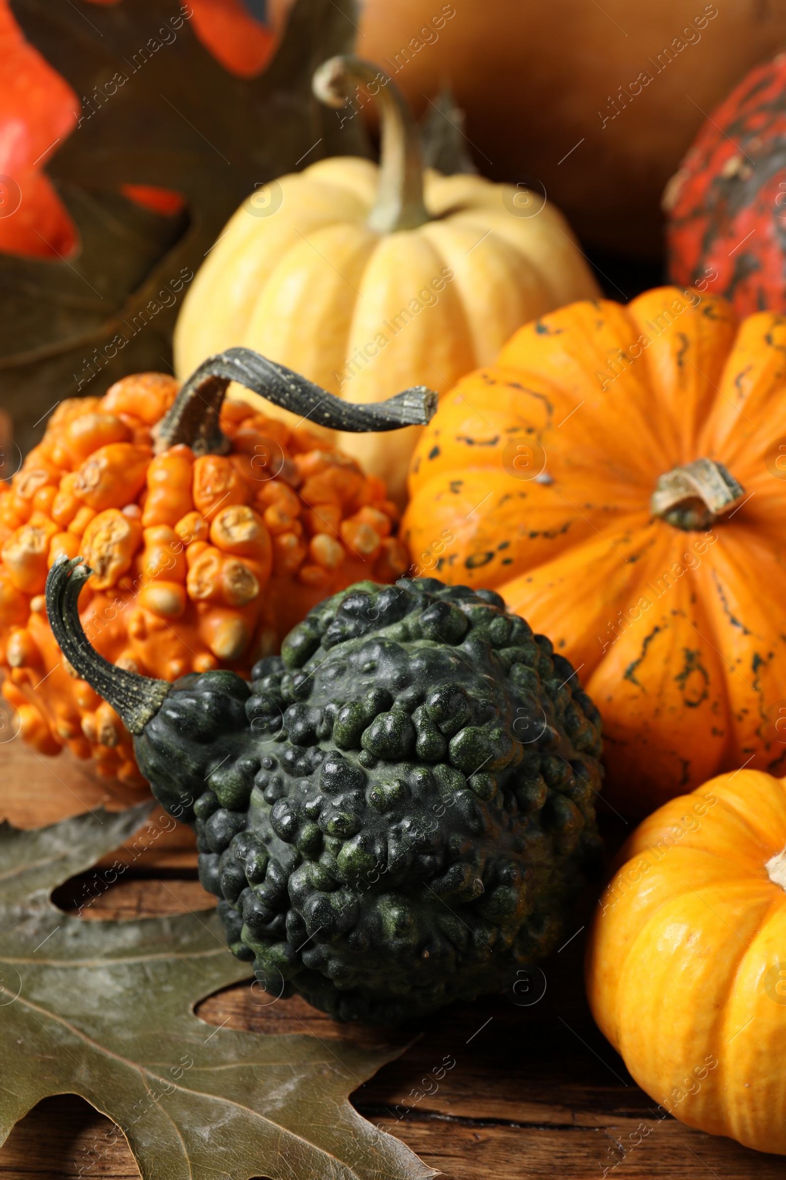 Photo of Thanksgiving day. Many different pumpkins and dry leaves on wooden table, closeup
