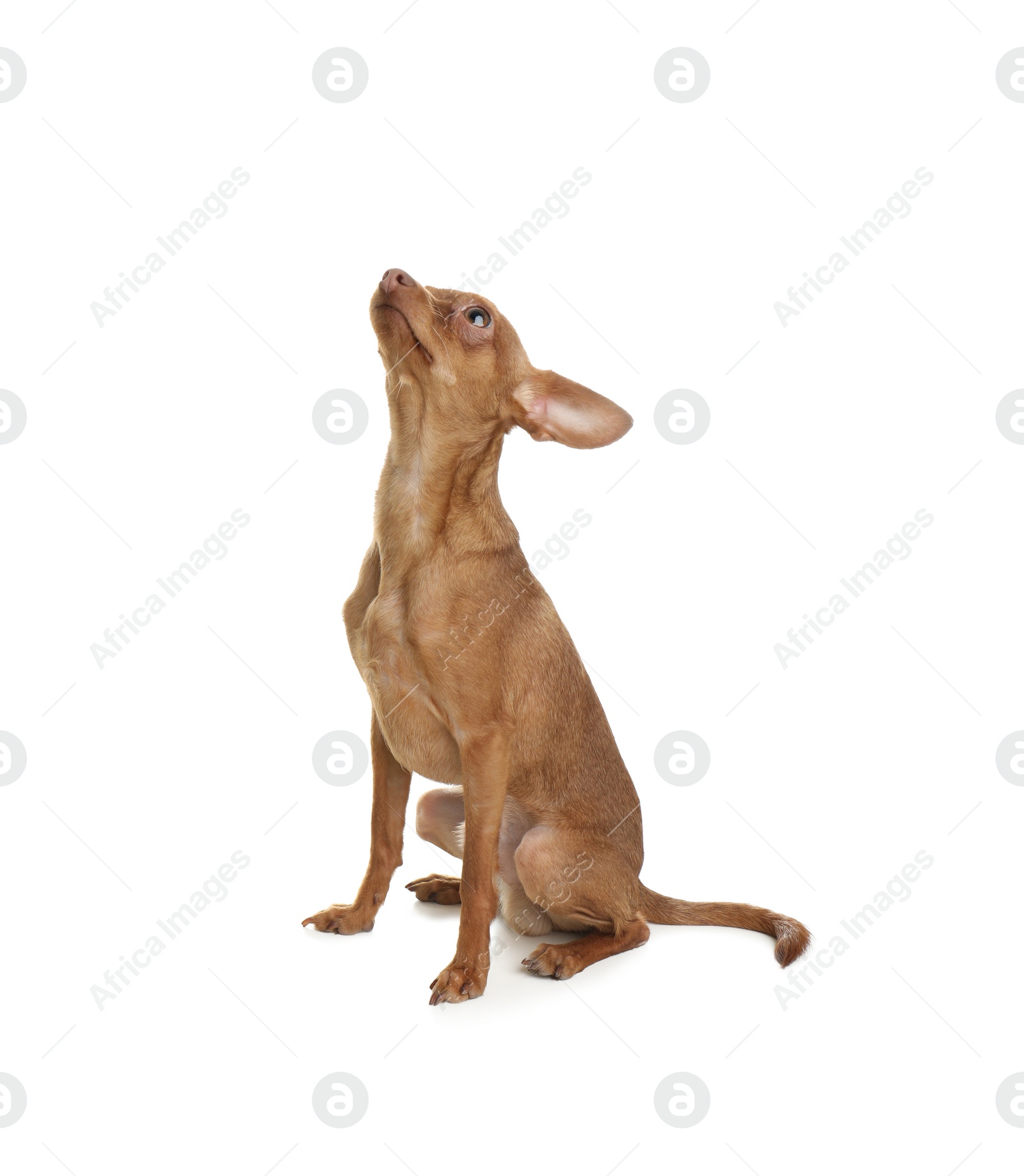 Photo of Cute toy terrier isolated on white. Domestic dog