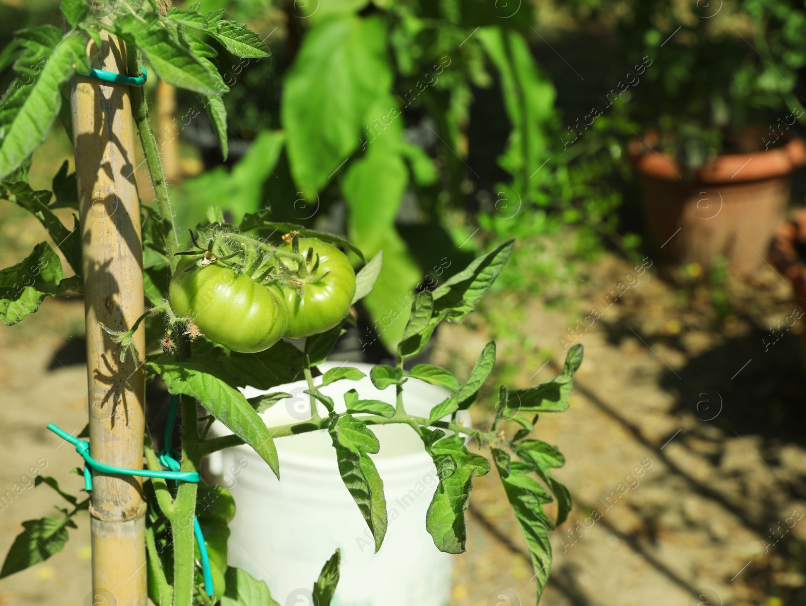 Photo of Tomatoes ripening in garden on sunny day, space for text