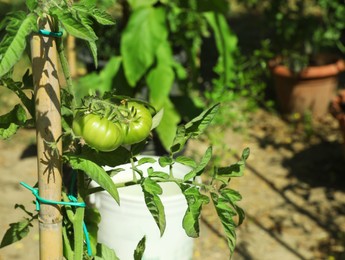 Tomatoes ripening in garden on sunny day, space for text