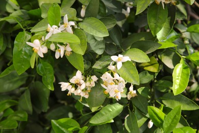 Photo of Beautiful blossoming grapefruit tree outdoors on spring day