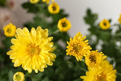 Photo of Beautiful yellow chrysanthemum flowers on light background, closeup