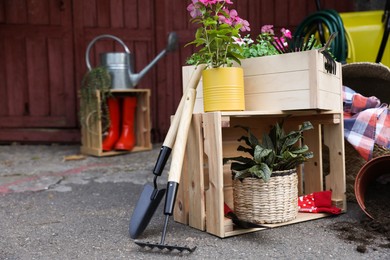 Beautiful plants and different gardening tools outdoors