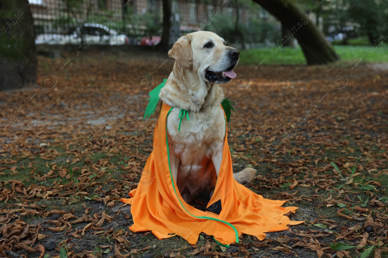 Photo of Cute Labrador Retriever dog wearing Halloween costume sitting in autumn park