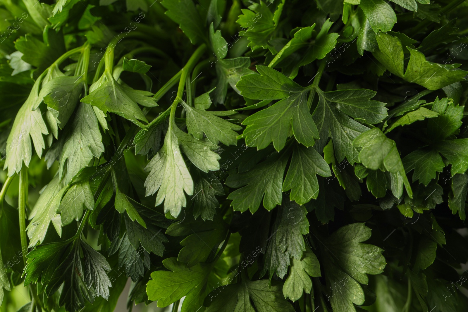 Photo of Fresh green parsley leaves as background, closeup