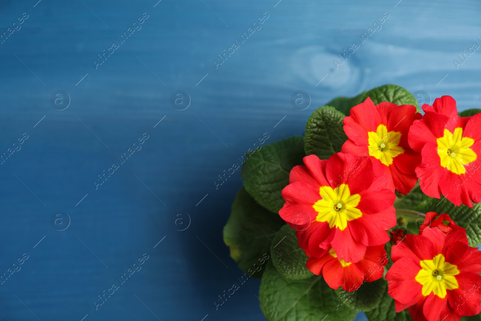 Photo of Beautiful red primula (primrose) flower on blue wooden table, top view with space for text. Spring blossom