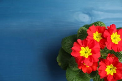 Photo of Beautiful red primula (primrose) flower on blue wooden table, top view with space for text. Spring blossom