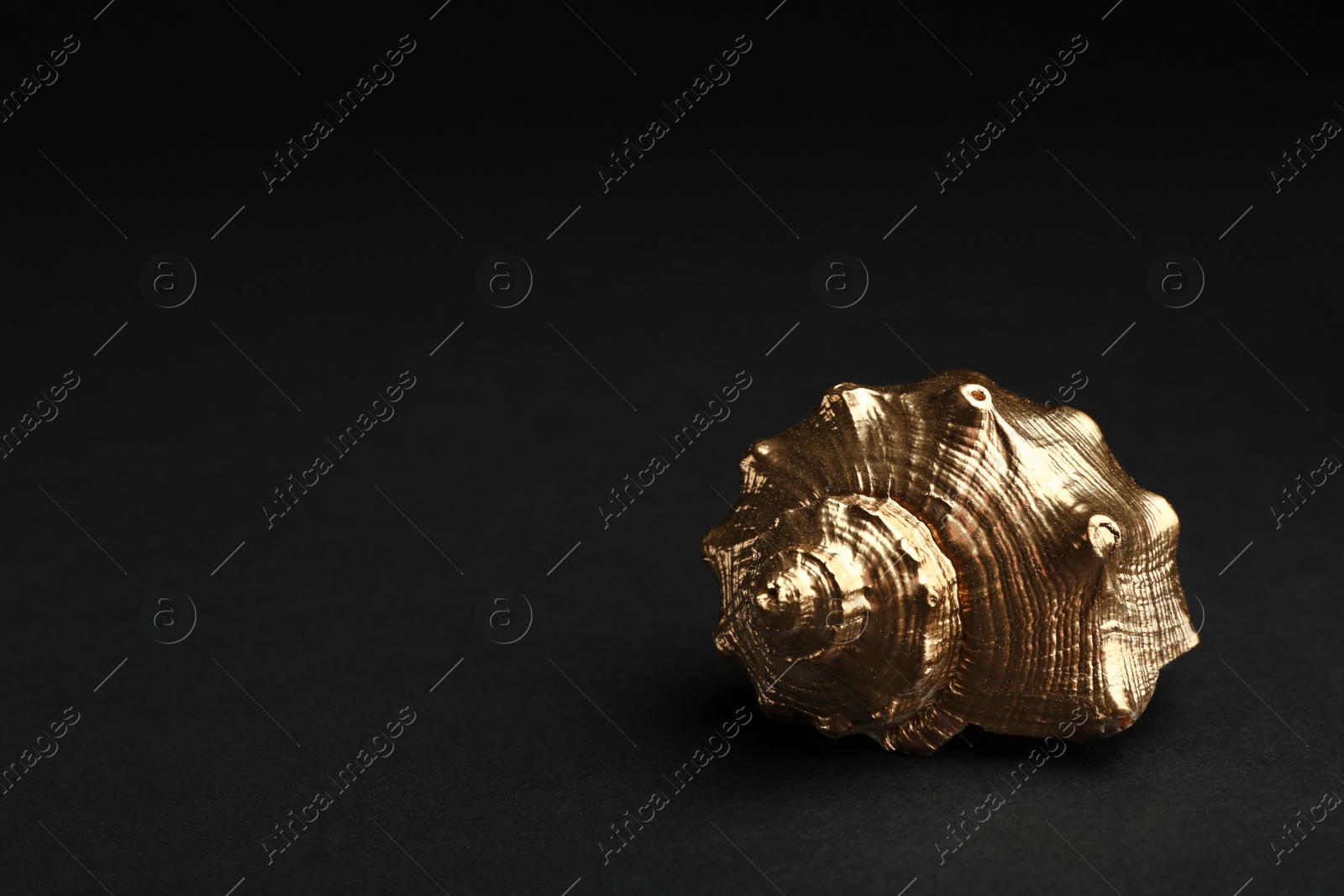 Photo of Shiny gold seashell on black background. Space for text