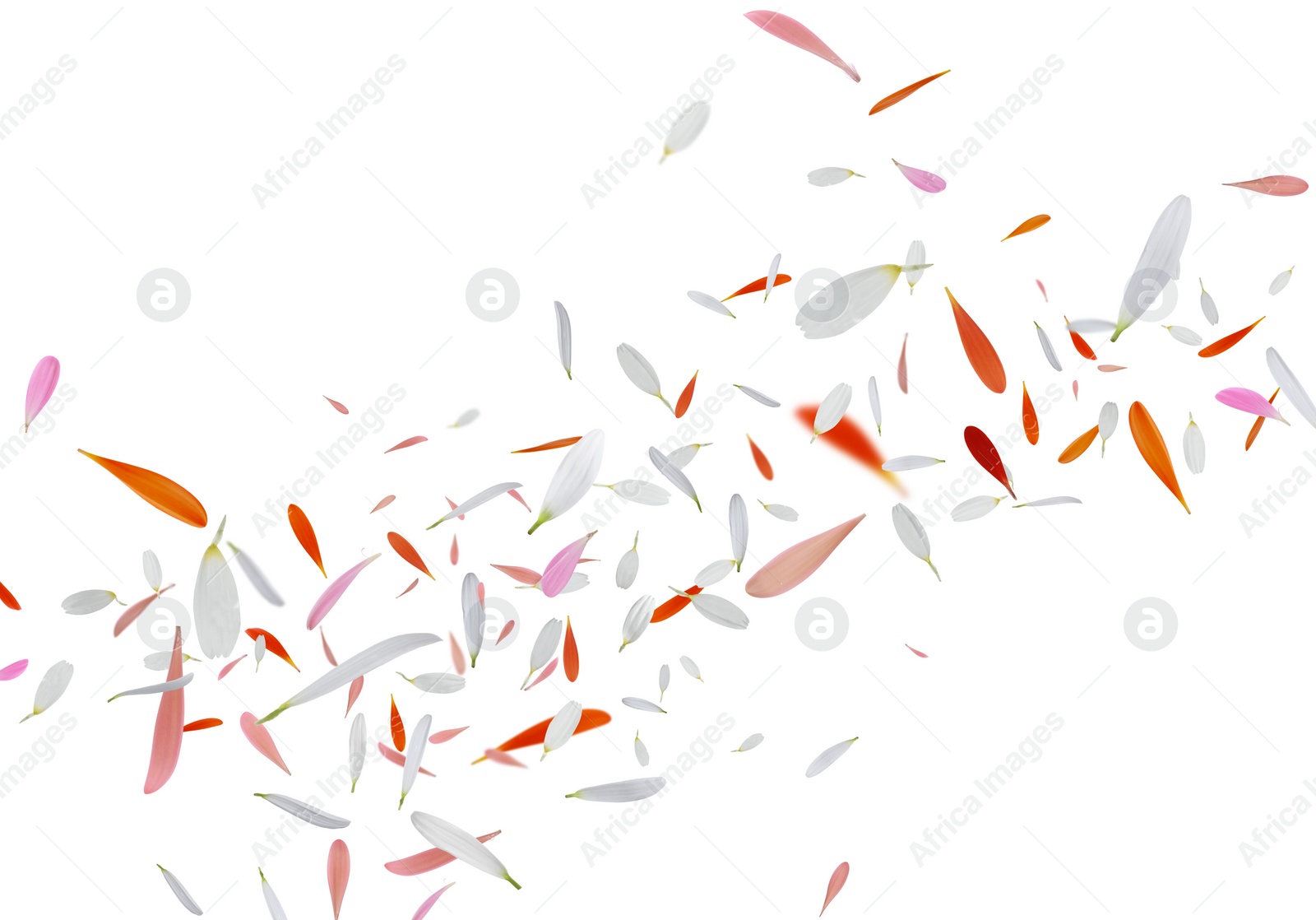 Image of Beautiful tender petals flying on white background