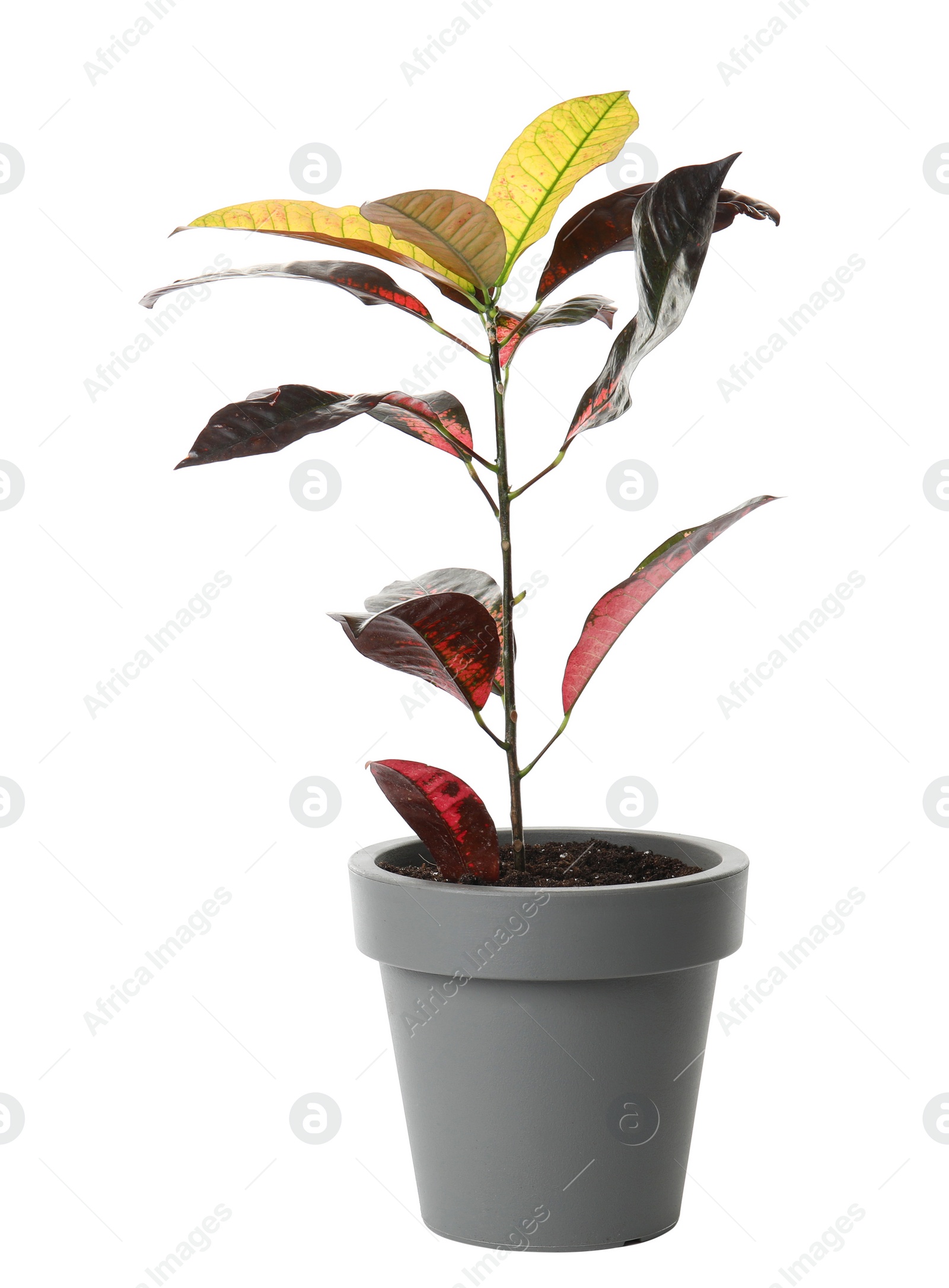 Photo of Pot with Croton home plant on white background