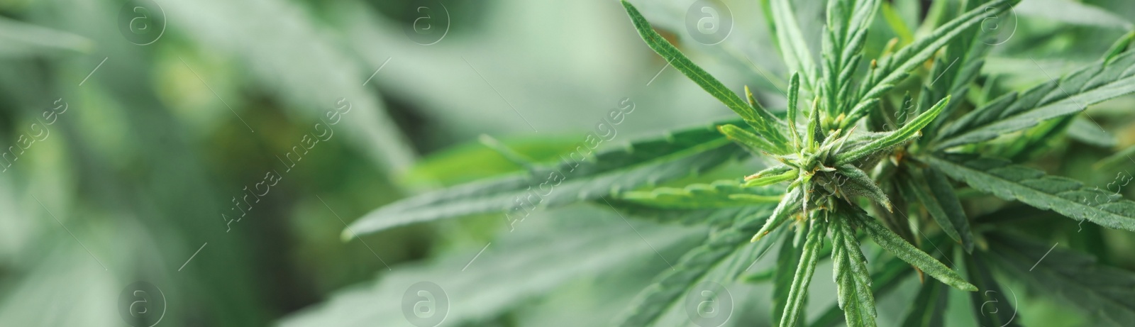 Image of Green hemp on blurred background, closeup. Banner design with space for text