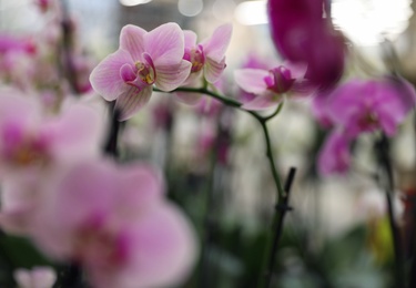 Photo of Beautiful blooming tropical orchid on blurred background. Space for text