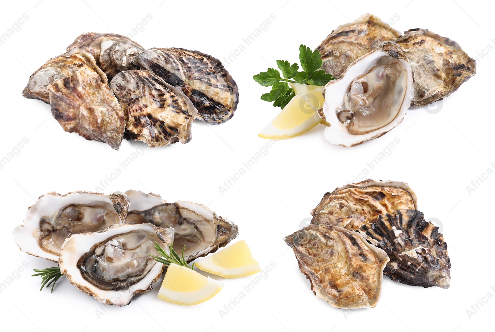 Image of Set with fresh raw oysters on white background 