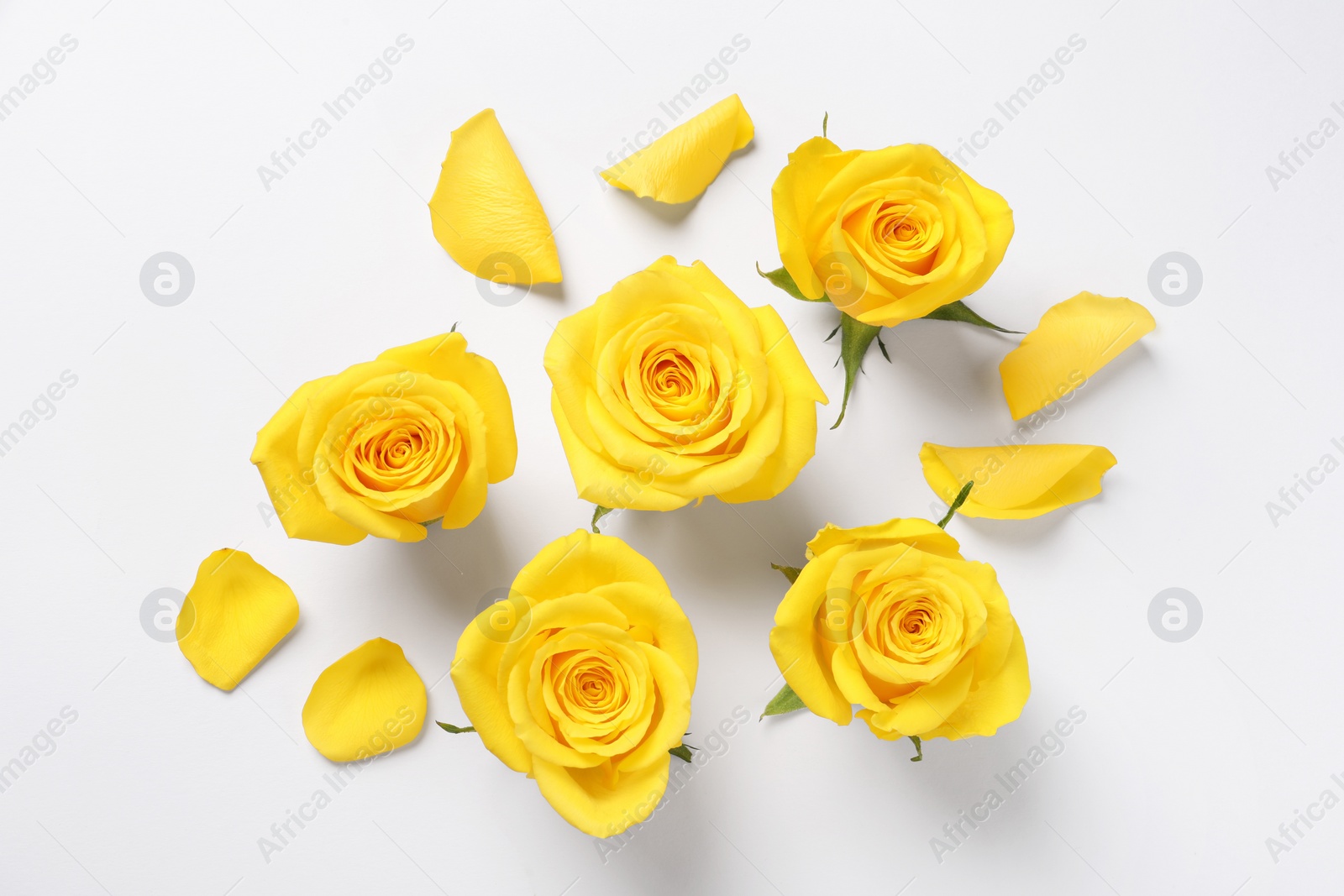Photo of Beautiful yellow roses on white background, flat lay