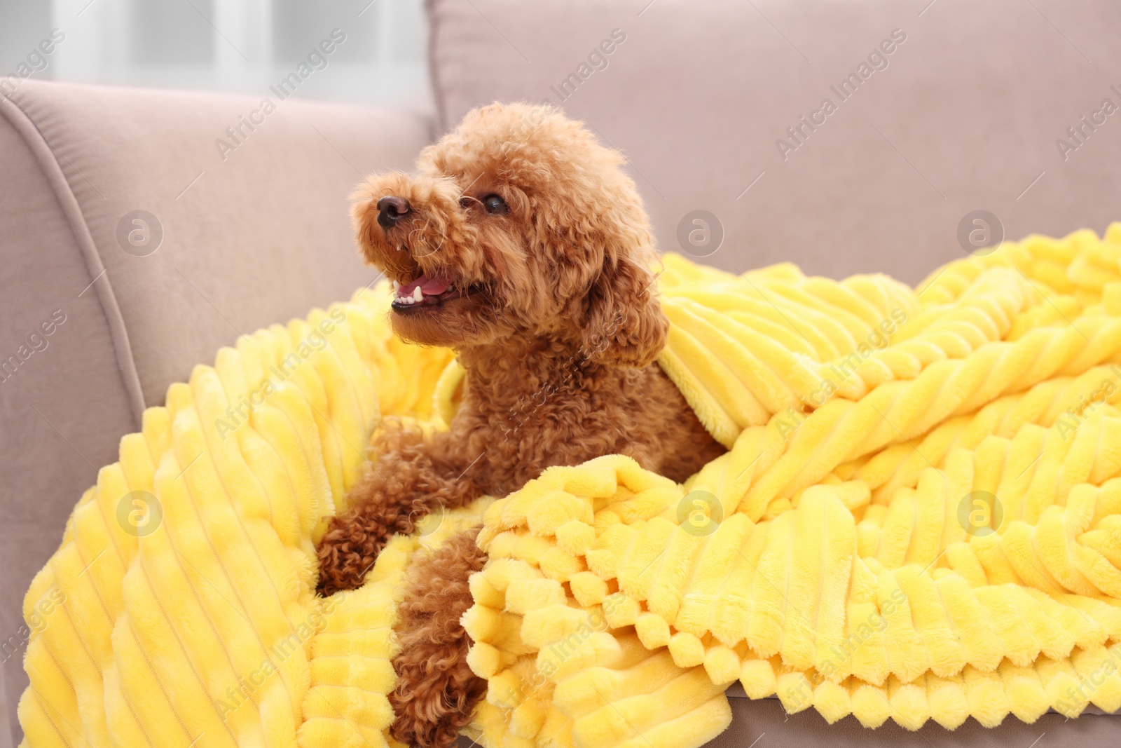 Photo of Cute Maltipoo dog covered with plaid on armchair indoors. Lovely pet