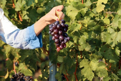 Photo of Woman holding bunch of fresh ripe juicy grapes in vineyard, closeup