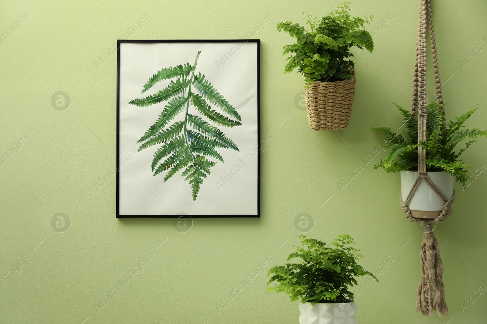 Photo of Beautiful fresh potted ferns and painting on green wall