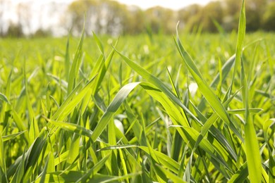 Photo of Beautiful lawn with green grass outdoors, closeup