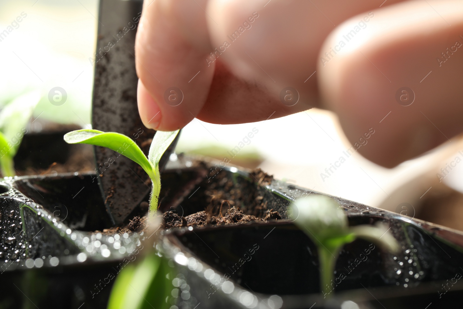 Photo of Woman planting young vegetable sprout into seedling tray, closeup