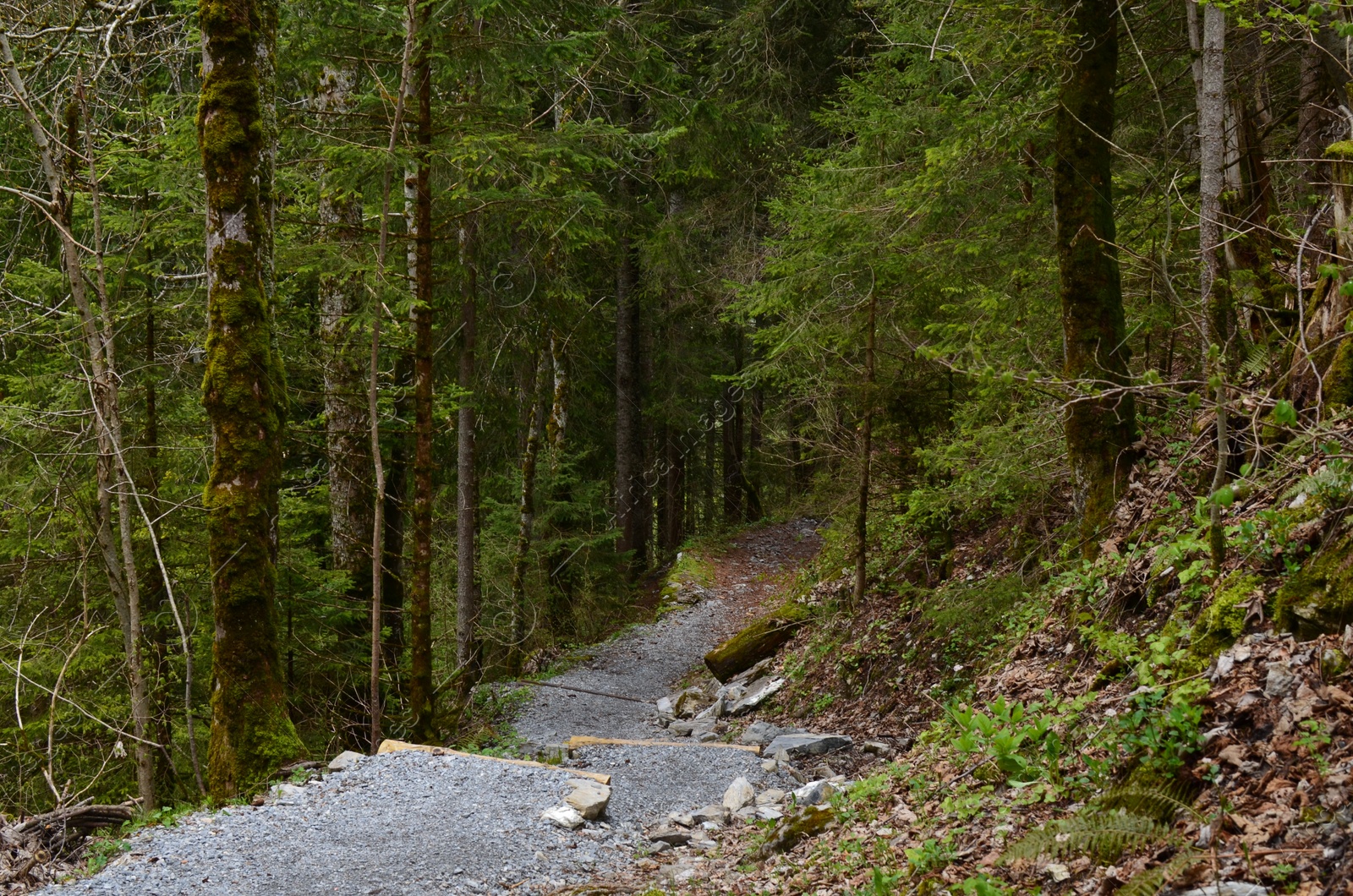 Photo of Beautiful view of pathway among green tall trees in forest