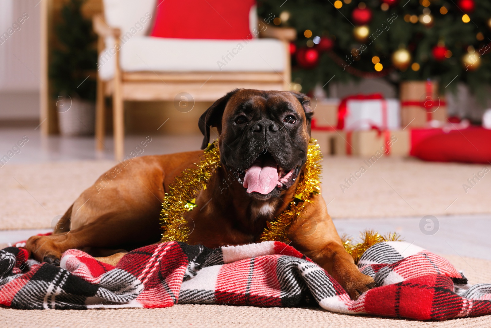 Photo of Cute dog with colorful tinsel in room decorated for Christmas