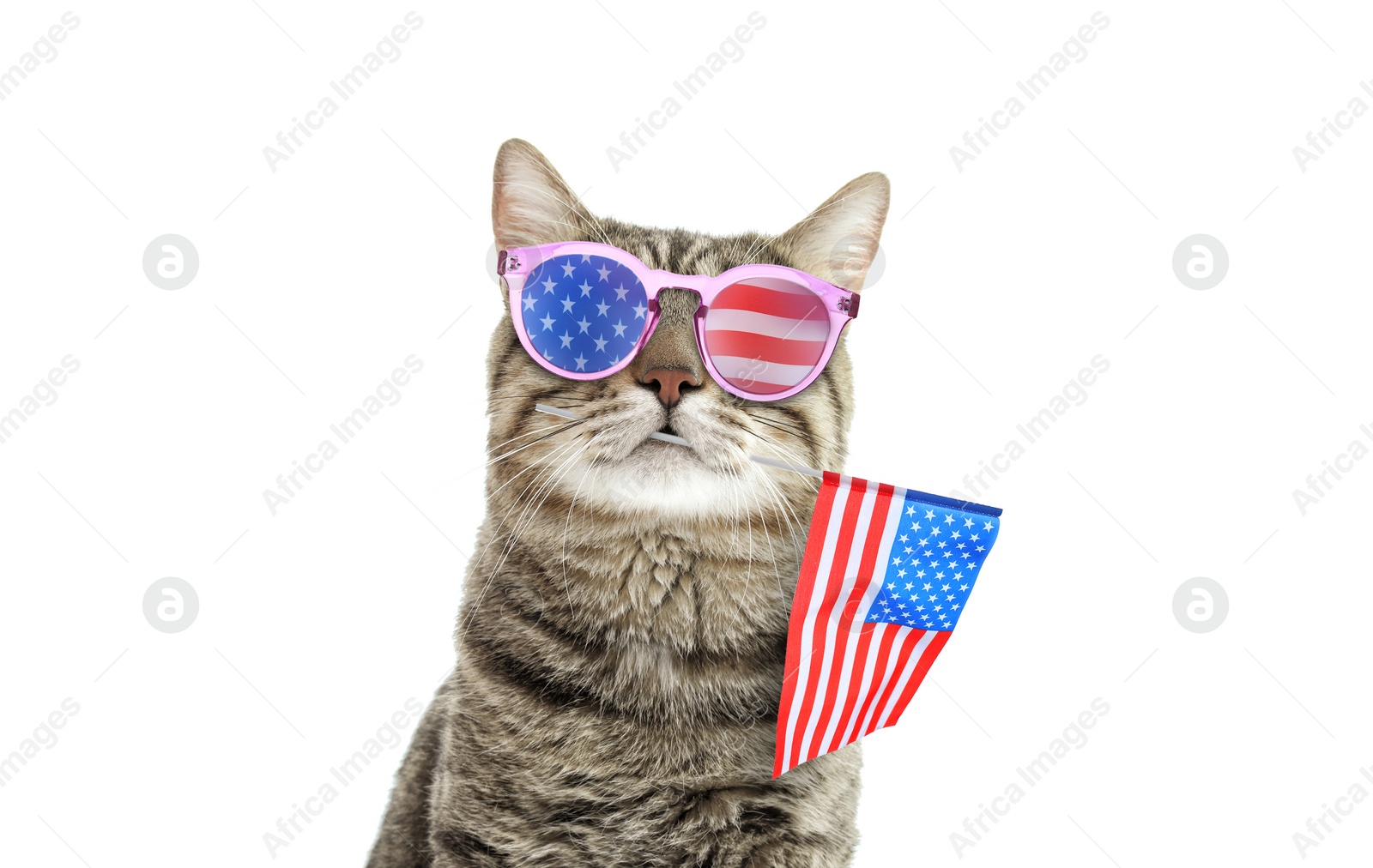 Image of 4th of July - Independence Day of USA. Cute cat with sunglasses and American flag on white background