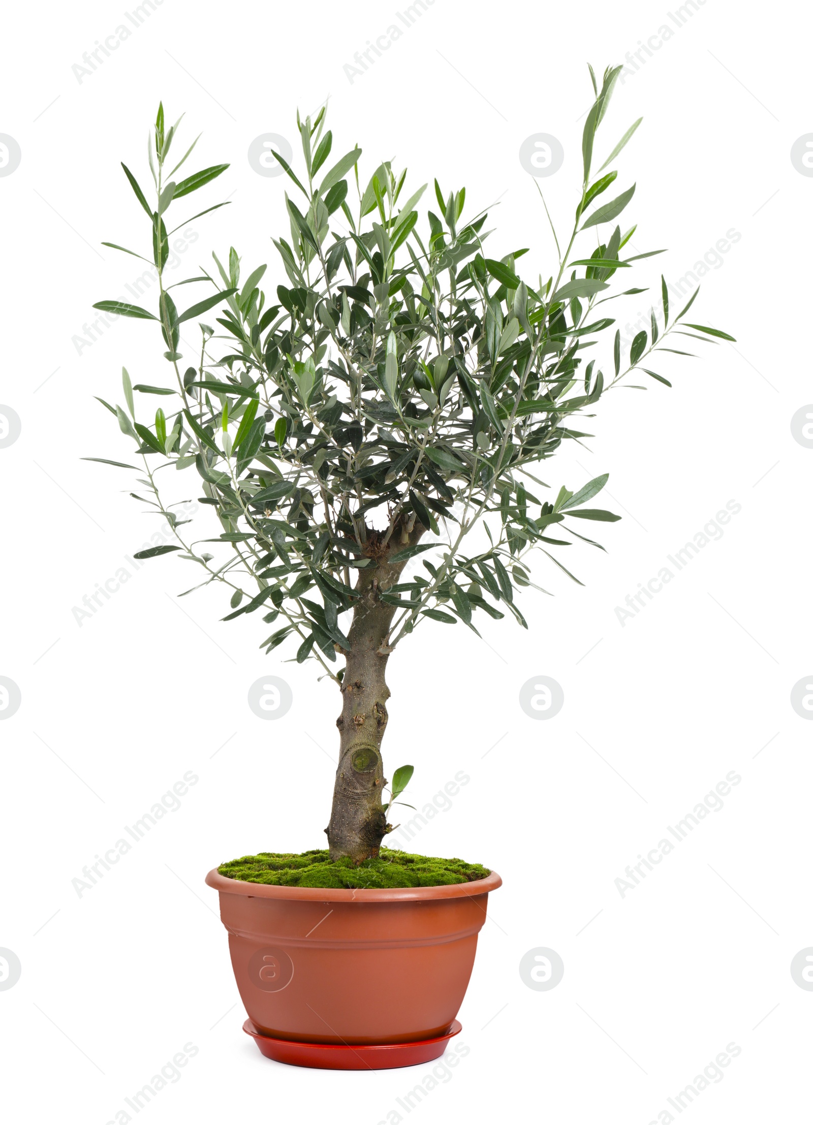 Photo of Beautiful young potted olive tree isolated on white