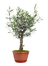 Photo of Beautiful young potted olive tree isolated on white