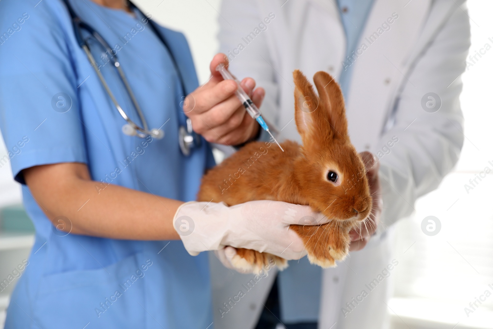 Photo of Professional veterinarians vaccinating bunny in clinic, closeup