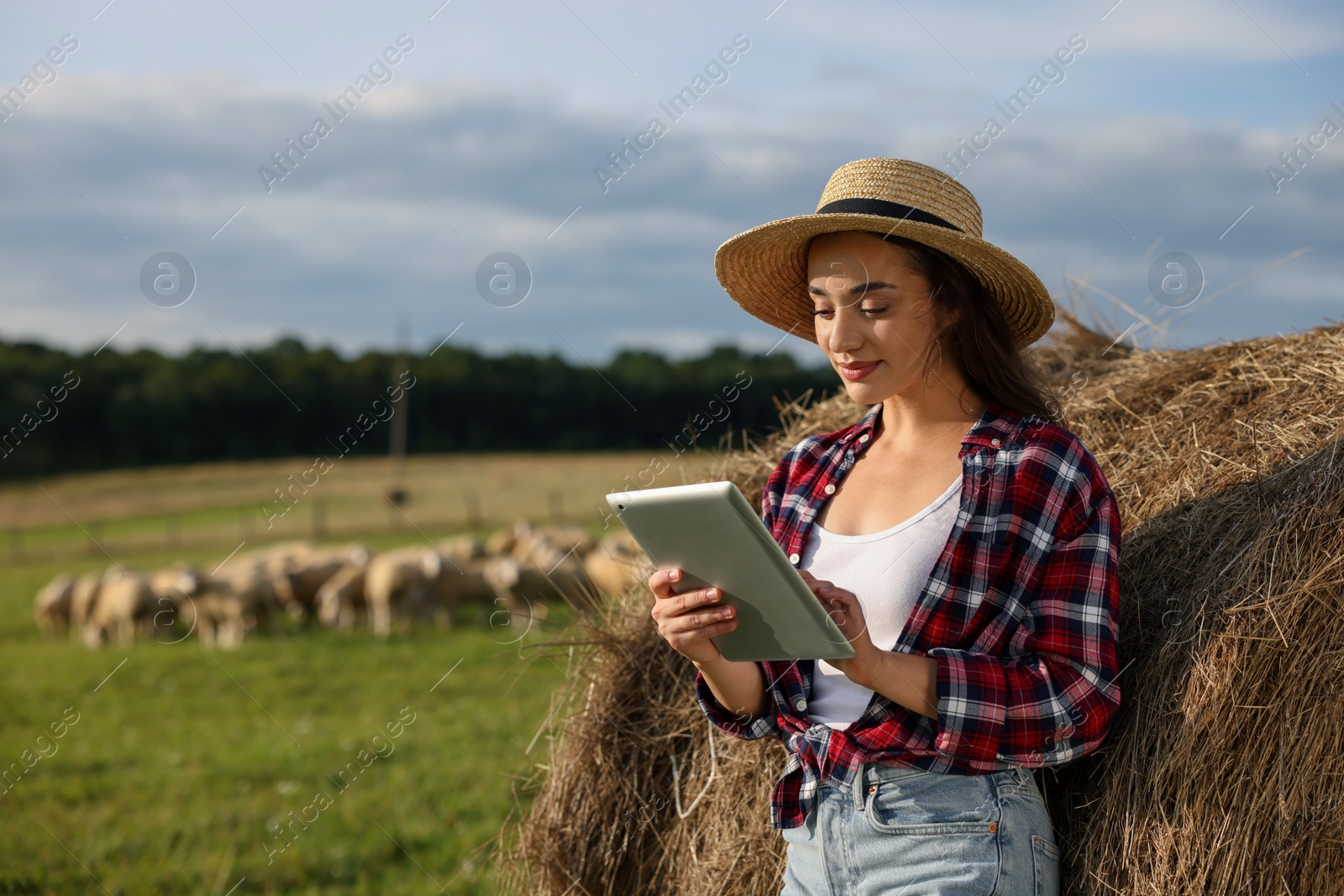 Photo of Farmer using tablet near hay bale on farm. Space for text