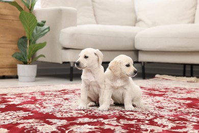 Photo of Cute little puppies on carpet indoors. Adorable pets