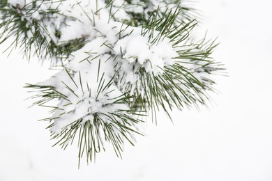 Photo of Coniferous branches covered with fresh snow, closeup