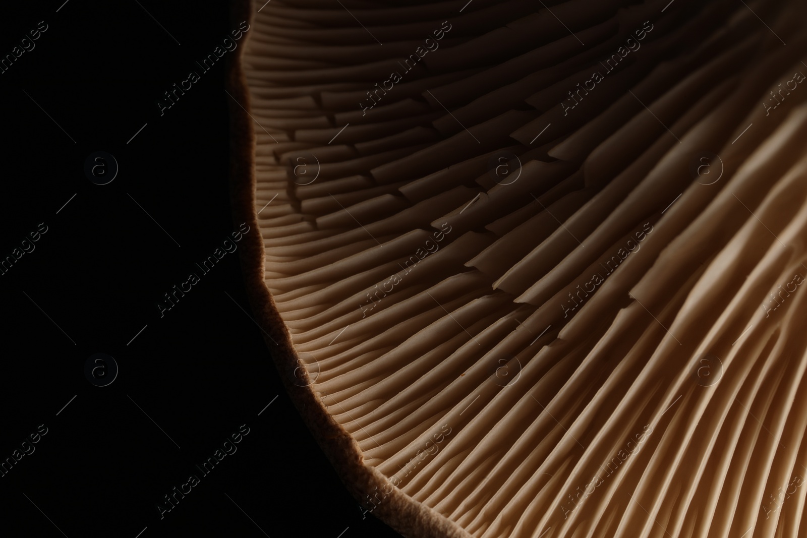 Photo of Macro photo of oyster mushroom on black background