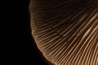 Photo of Macro photo of oyster mushroom on black background