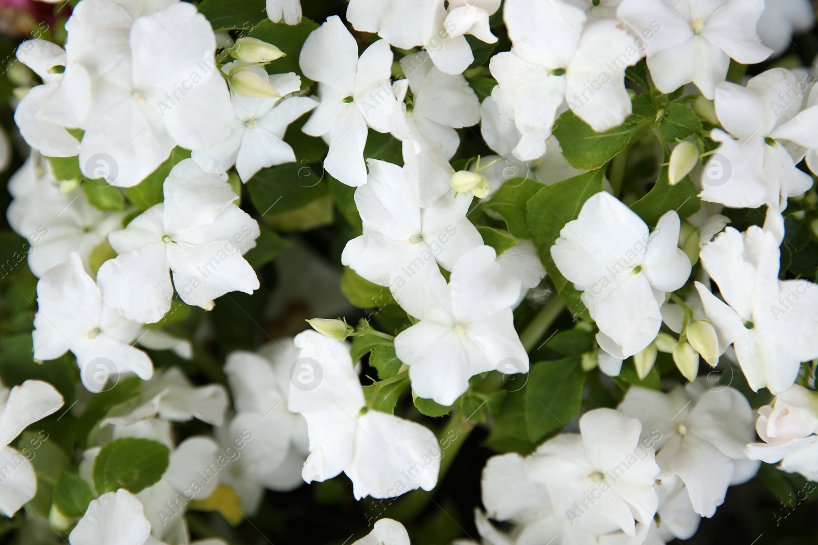 Photo of Closeup view of beautiful petunia flowers. Potted plant