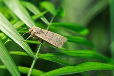 Photo of Paradrina clavipalpis moth on green leaf outdoors