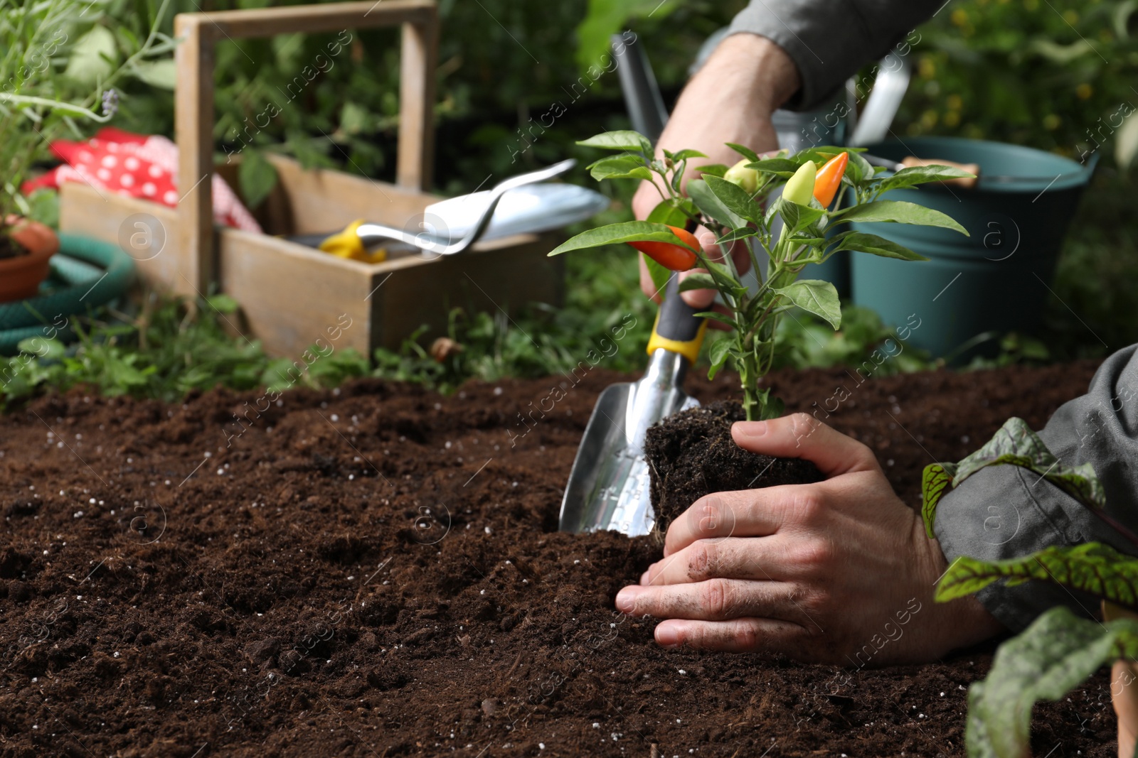 Photo of Man transplanting pepper plant into soil in garden, closeup. Space for text