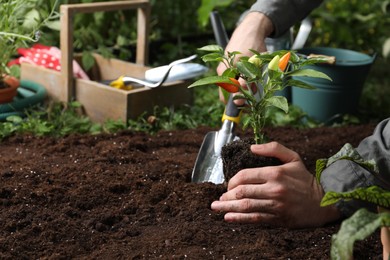 Photo of Man transplanting pepper plant into soil in garden, closeup. Space for text