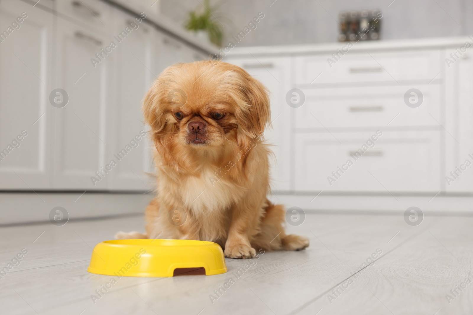 Photo of Cute Pekingese dog near pet bowl in kitchen. Space for text