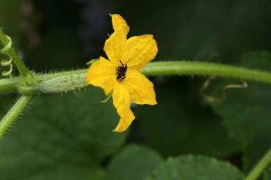 Photo of Bee on blooming cucumber plant against blurred background, closeup