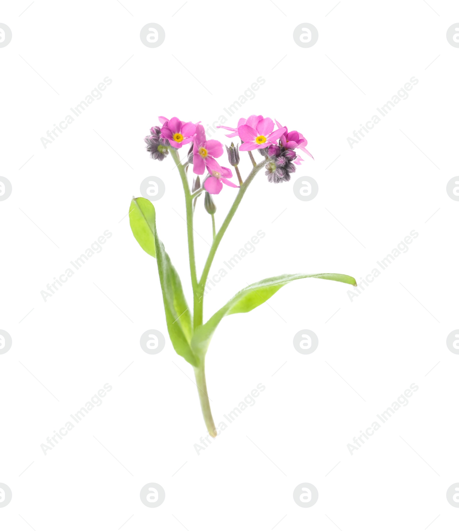 Photo of Beautiful pink Forget-me-not flowers isolated on white